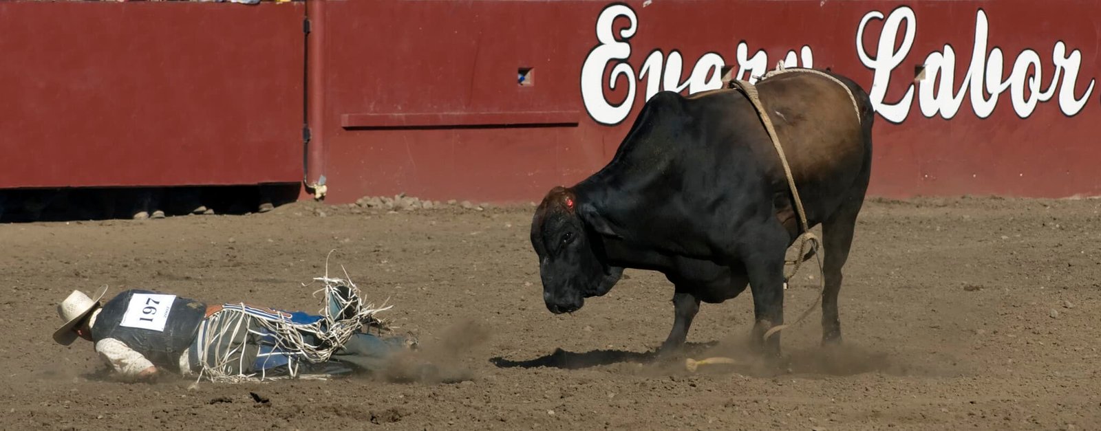 Man vs Bull