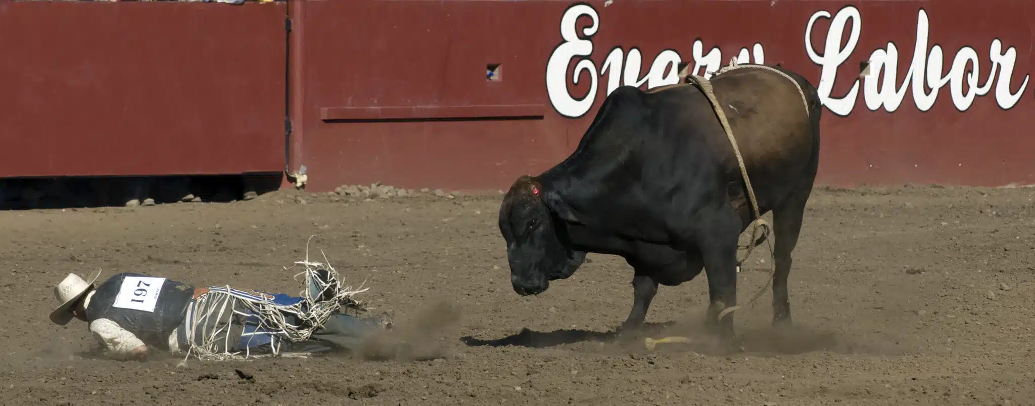 Man vs Bull