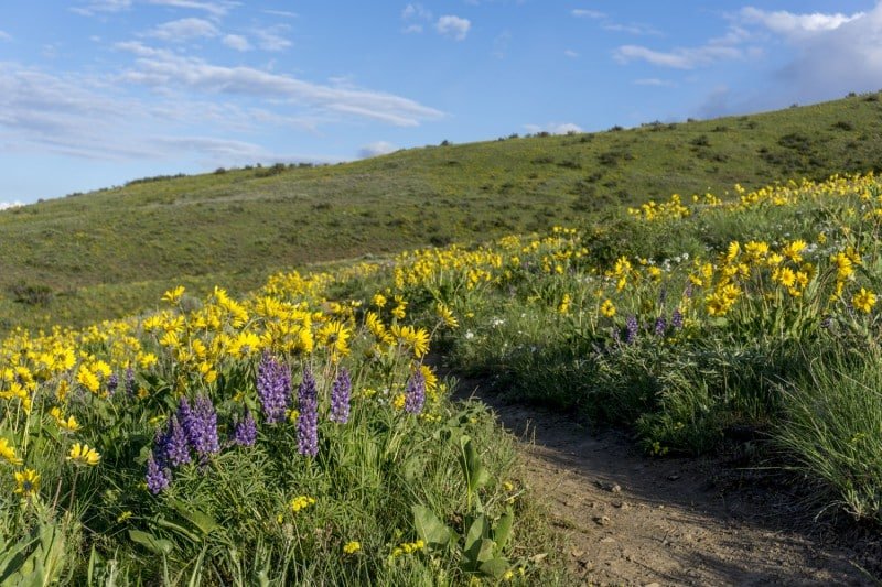 Manastash Ridge Trail