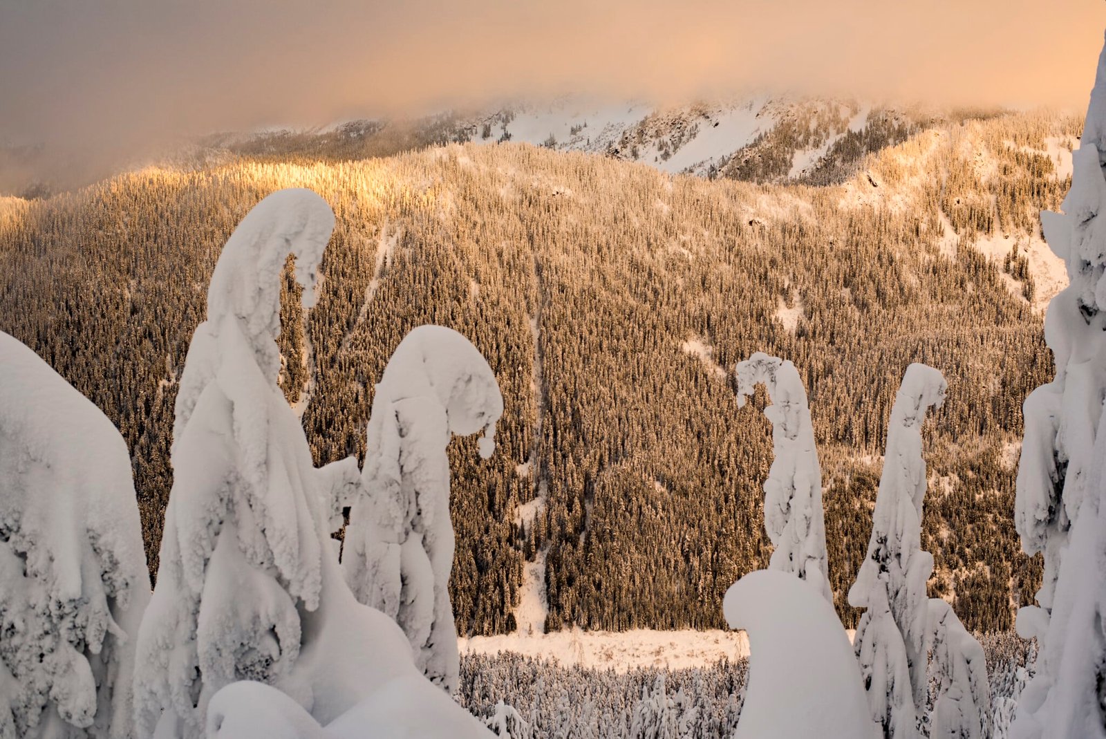 Orange Sky Sunset Snowy Frozen Forest Evergreen Trees Stevens Pass