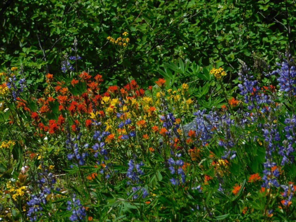 Wildflowers on Icicle Gorge Trail