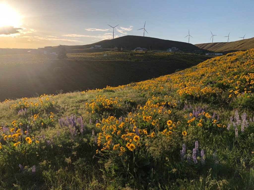 Sun Shines Over Wildflowers in Kittitas County