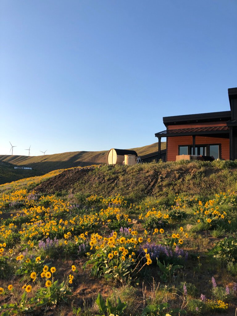 Wildflowers at Deer Valley