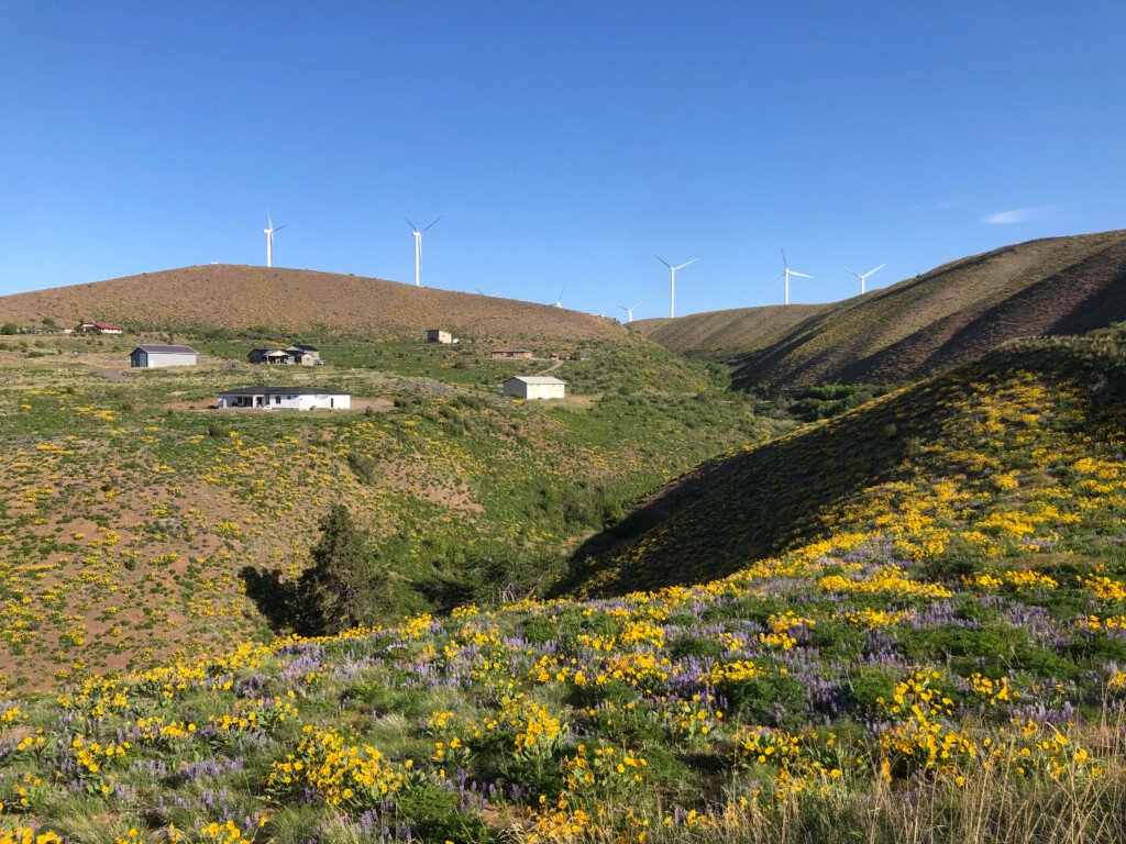 Wildflowers at Deer Valley with Windmills in the Distance